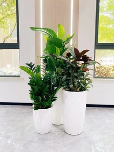 想知道宁波镇海花卉出租要多少钱？戳这