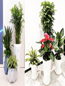 找杭州湾绿化修剪公司？这家口碑超棒！