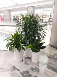 宁波奉化盆景租摆价格实惠